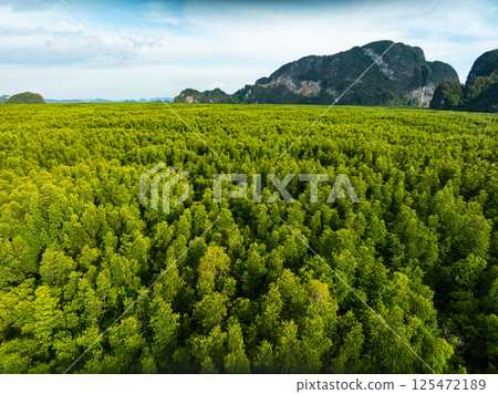 Amazing abundant mangrove forest, Aerial view of forest trees Rainforest ecosystem and healthy environment background, Texture of green trees forest top down, High angle view 125472189