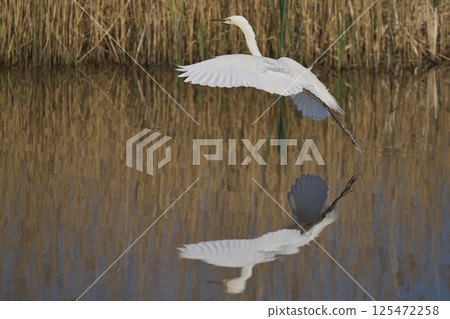 Great White Egret landing 125472258