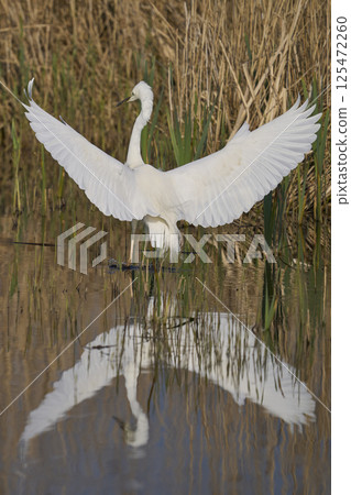 Great White Egret landing 125472260