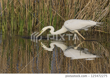 Great White Egret hunting Great White Egret hunting 125472275