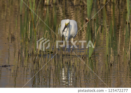 Great White Egret hunting 125472277
