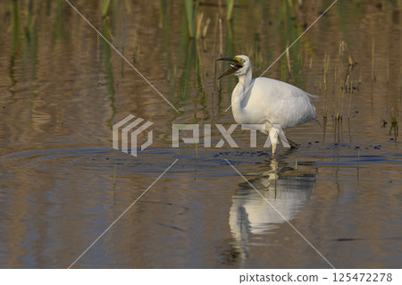 Great White Egret hunting 125472278