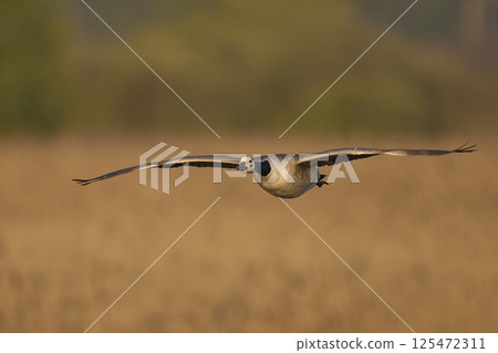 Canada Goose in flight 125472311