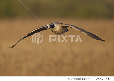 Canada Goose in flight Canada Goose in flight 125472312