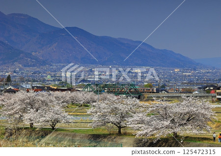 Minobu Line crossing the Ashi River and cherry blossoms 125472315