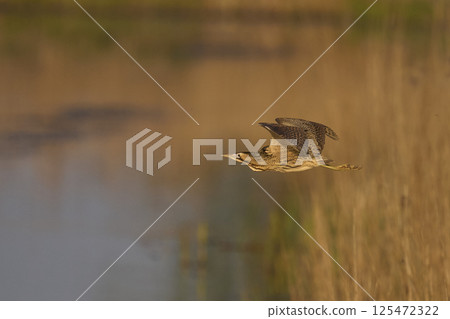 Bittern in flight Bittern in flight 125472322
