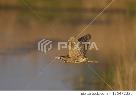Bittern in flight Bittern in flight 125472323