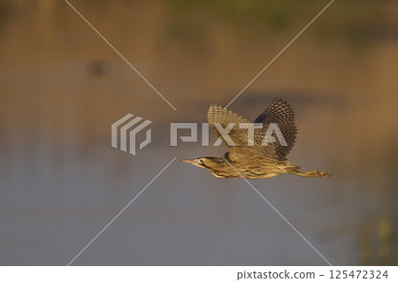 Bittern in flight Bittern in flight 125472324