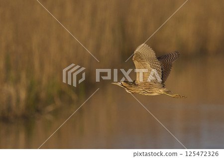 Bittern in flight Bittern in flight 125472326