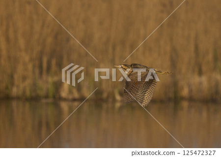 Bittern in flight Bittern in flight 125472327
