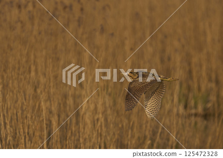Bittern in flight Bittern in flight 125472328