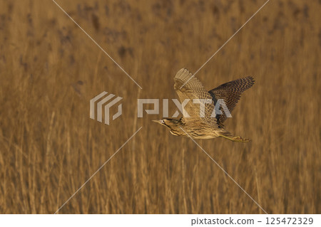 Bittern in flight Bittern in flight 125472329