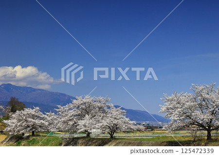 Minobu Line crossing the Ashi River and cherry blossoms 125472339