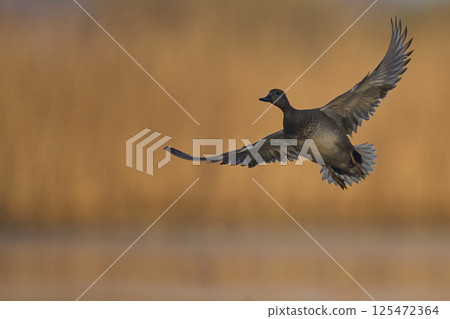 Gadwall in flight Gadwall in flight 125472364