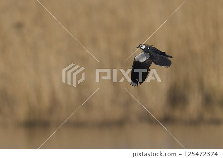 Lapwing in flight 125472374