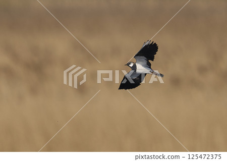Lapwing in flight 125472375
