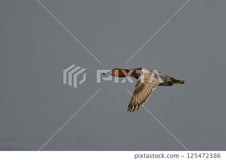 Pochard in flight 125472386