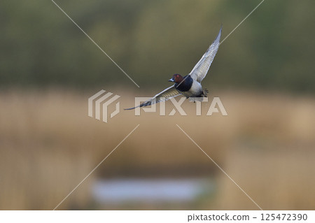 Pochard in flight 125472390