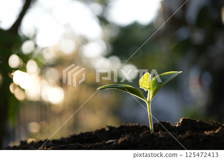 Pumpkin sprout growing under sunlight 125472413