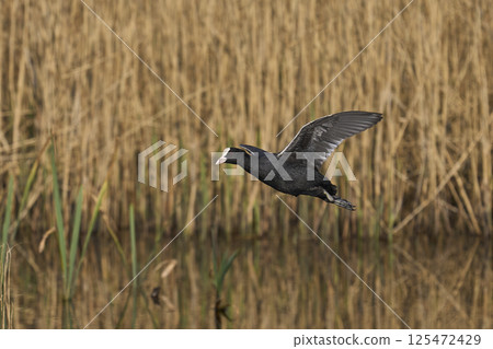Coot in flight 125472429