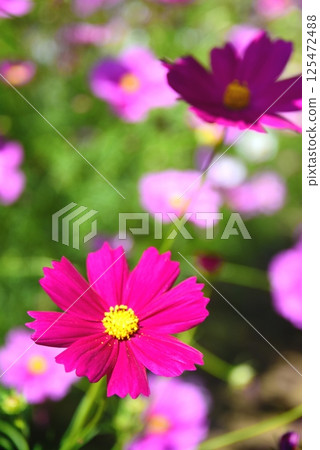 Dark pink cosmos Dark pink cosmos 125472488
