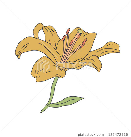 Hand drawn line art yellow lily bloom. Birth month May flower 125472516