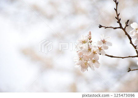 早開的伊豆吉野花 早開的伊豆吉野花 125473096