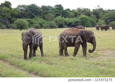 Elephant herd, Kaudara National Park, Sri Lanka Elephant herd, Kaudara National Park, Sri Lanka 125473273