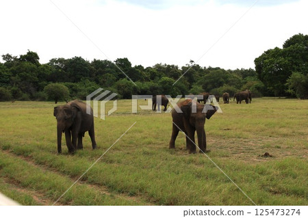 Elephant herd, Kaudara National Park, Sri Lanka Elephant herd, Kaudara National Park, Sri Lanka 125473274