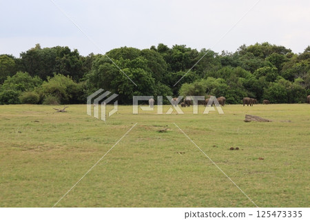 Elephant herd, Kaudara National Park, Sri Lanka Elephant herd, Kaudara National Park, Sri Lanka 125473335