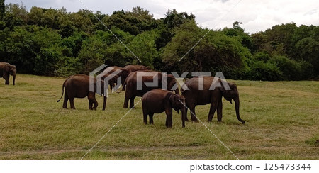 Elephant herd, Kaudara National Park, Sri Lanka Elephant herd, Kaudara National Park, Sri Lanka 125473344