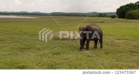 Elephants in Kaudala National Park [Sri Lanka] 125473367