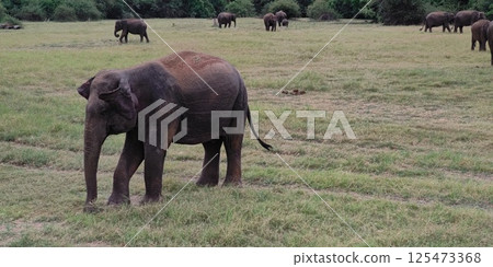 Elephant herd, Kaudara National Park, Sri Lanka Elephant herd, Kaudara National Park, Sri Lanka 125473368