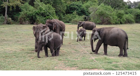 斯里蘭卡考達拉國家公園的大象群 斯里蘭卡考達拉國家公園的大象群 125473415