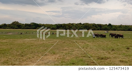 Elephant herd, Kaudara National Park, Sri Lanka Elephant herd, Kaudara National Park, Sri Lanka 125473419