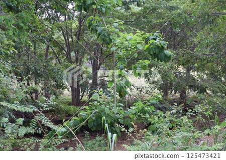 考達拉國家公園叢林中的大象（斯里蘭卡） 125473421