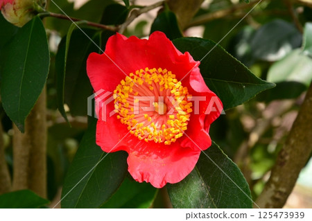 紅色山茶花 125473939