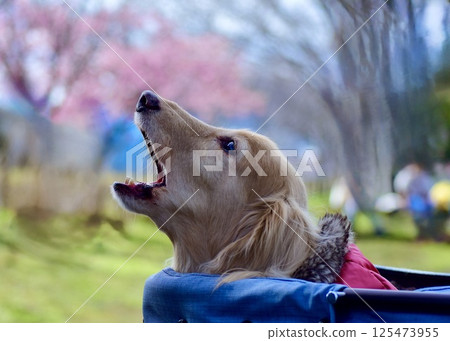 Enough with the cherry blossom viewing. Let's go home soon. 125473955