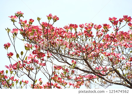 Pink dogwood 125474562
