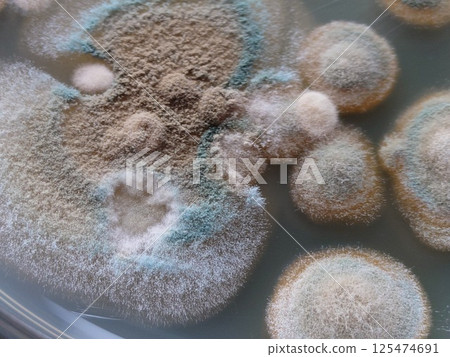 Photo of spreading mold 125474691