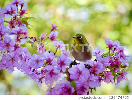 一隻繡眼鳥飛來吸食櫻花的花蜜。 一隻繡眼鳥飛來吸食櫻花的花蜜。 125474705