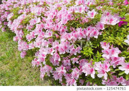 Azalea flowers are blooming. Refreshing azaleas. Roadside trees, plants, azaleas, azaleas, ericaceae Azalea flowers are blooming. Refreshing azaleas. Roadside trees, plants, azaleas, azaleas, ericaceae 125474761