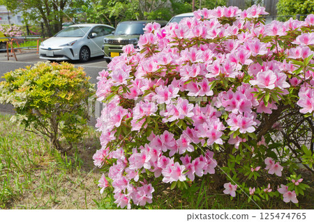 Azalea flowers are blooming. Refreshing azaleas. Roadside trees, plants, azaleas, azaleas, ericaceae 125474765