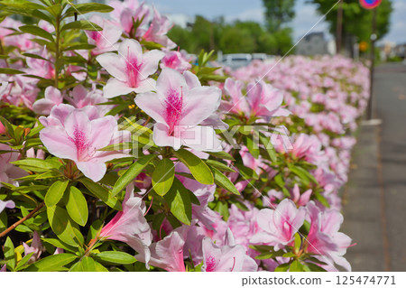 杜鵑花正在盛開。清爽的杜鵑花。路邊樹木、植物、杜鵑花、映山紅、杜鵑花科 125474771