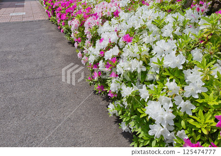 Azalea flowers are blooming. Refreshing azaleas. Roadside trees, plants, azaleas, azaleas, ericaceae Azalea flowers are blooming. Refreshing azaleas. Roadside trees, plants, azaleas, azaleas, ericaceae 125474777