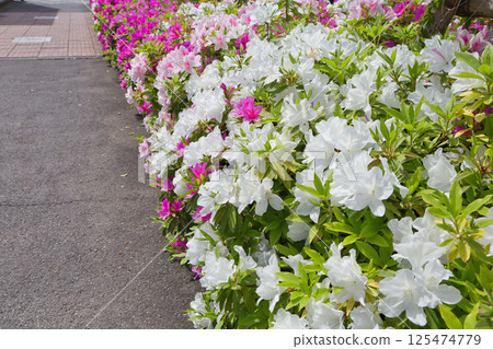 Azalea flowers are blooming. Refreshing azaleas. Roadside trees, plants, azaleas, azaleas, ericaceae Azalea flowers are blooming. Refreshing azaleas. Roadside trees, plants, azaleas, azaleas, ericaceae 125474779