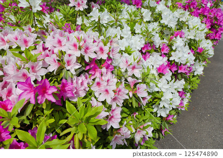 Scenery with azalea flowers, refreshing azalea, roadside trees, plants, azalea, rhododendron, ericaceae Scenery with azalea flowers, refreshing azalea, roadside trees, plants, azalea, rhododendron, ericaceae 125474890