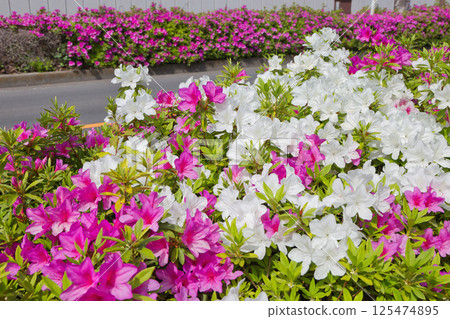 Scenery with azalea flowers, refreshing azalea, roadside trees, plants, azalea, rhododendron, ericaceae 125474895