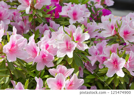 杜鵑花風景，清爽的杜鵑花，行道樹，植物，映山紅，杜鵑花，杜鵑花科 125474900