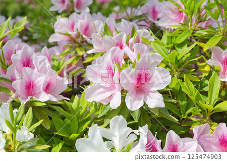 Scenery with azalea flowers, refreshing azalea, roadside trees, plants, azalea, rhododendron, ericaceae Scenery with azalea flowers, refreshing azalea, roadside trees, plants, azalea, rhododendron, ericaceae 125474903